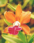 foto de orquídea 