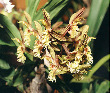 Catasetum apendiculatum.Photo:Sergio Araujo