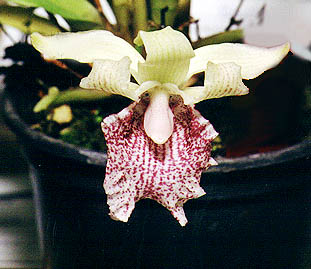 Kefferstenia ventricullares.Photo:Sergio Araujo
