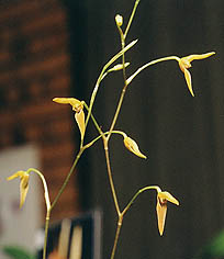 Pleurothallis arcuata