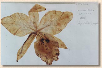 Pabst's card - photo by Sergio Araujo