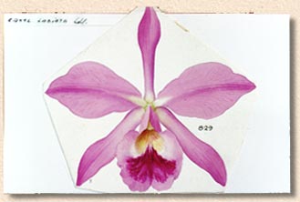 Pabst's card - photo by Sergio Araujo