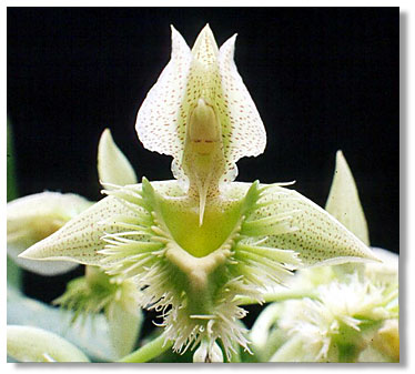 Catasetum fimbriatum. Foto/photo: Kleber Lacerda