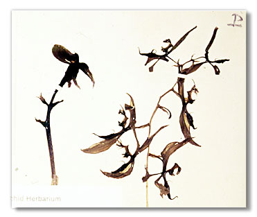 Catasetum randi (holotipo). 