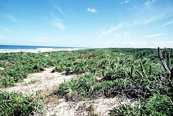 Photo: Carlos Ivan Siqueira