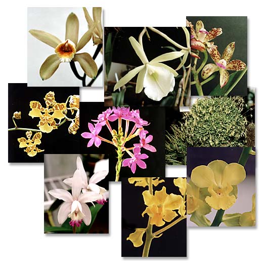 Photos and art: Sergio Araujo