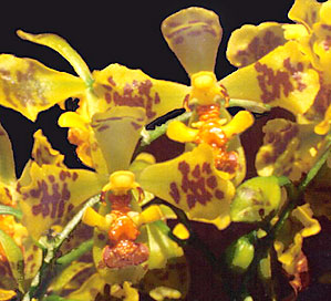 Photo: Vitorino Castro Neto