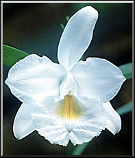 Photo: Marta de Moraes