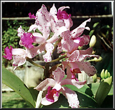 Photo: Marta de Moraes