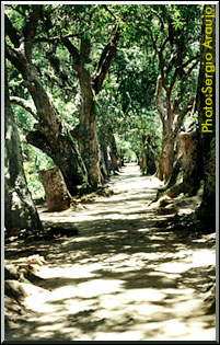 Photo: Sergio Araujo