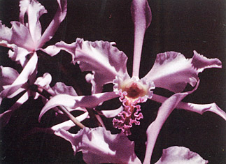 Foto: Vitorino P.Castro Neto