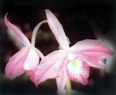 Foto: Vitorino P.Castro Neto