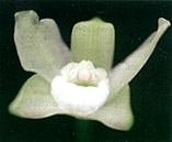 Foto: Vitorino P.Castro Neto