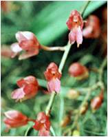 Foto/Photo: Sergio Araujo