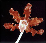 Foto/Photo: Sergio Araujo