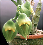 Foto/Photo: Sergio Araujo