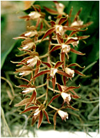 Foto/Photo: Sergio Araujo