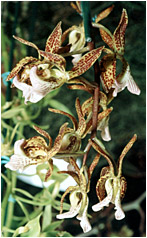 Foto/Photo: Sergio Araujo