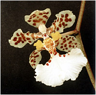 Foto/Photo: Sergio Araujo