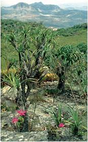 Foto/Photo: Francisco Miranda