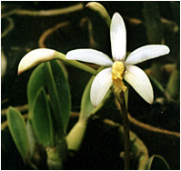 Foto/Photo: Sergio Araujo