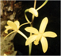 Foto/Photo: Sergio Araujo