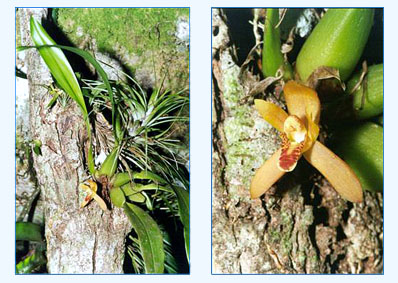 Maxillaria rufescens