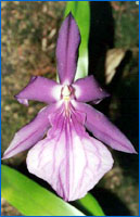 Miltonia spectabilis