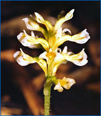 Aspydogyne fimbrillaris