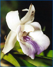 Cochleanthes waylesiana