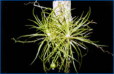 Phymatidium tillandsioides