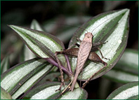 PHOTO / FOTO SERGIO ARAUJO