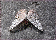 PHOTO / FOTO SERGIO ARAUJO