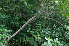 PHOTO / FOTO SERGIO ARAUJO