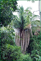 PHOTO / FOTO SERGIO ARAUJO