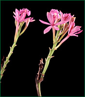 PHOTO / FOTO: SERGIO ARAUJO