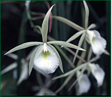 PHOTO / FOTO: SERGIO ARAUJO