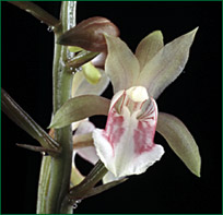 PHOTO / FOTO: SERGIO ARAUJO