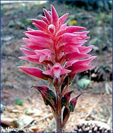 Foto / Photo: L. Menini Neto