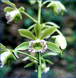 Foto / Photo: L. C. S. Assis