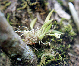 Foto / Photo: L. C. S. Assis