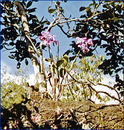 Foto / Photo: L. C. S. Assis