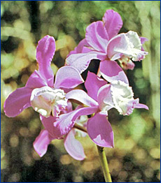 Foto / Photo: L. C. S. Assis