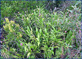 Foto / Photo: L. Menini Neto