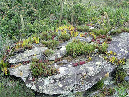 Foto / Photo: L. Menini Neto