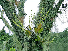 Foto / Photo: L. Menini Neto