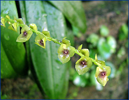 Foto / Photo: L. Menini Neto