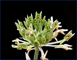 Foto / Photo: L. Menini Neto