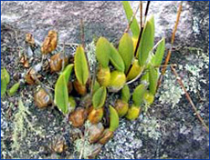 Foto / Photo: L. Menini Neto