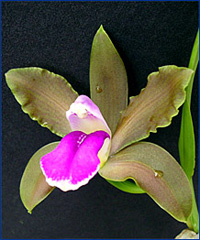 Foto / Photo: L. Menini Neto